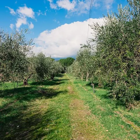Holiday home Olive Grove House *