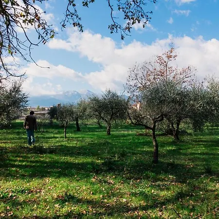 Holiday home Olive Grove House