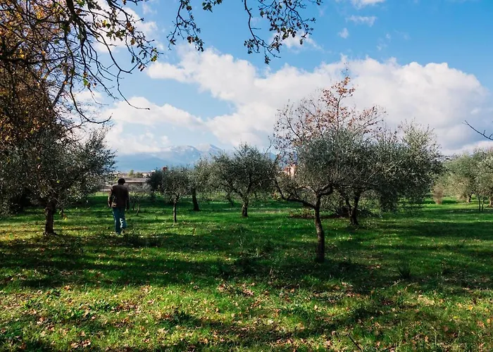 Holiday home Olive Grove House